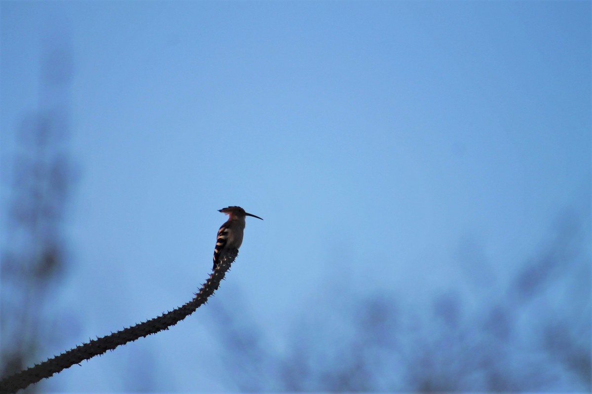 Madagascar Hoopoe - ML120004941