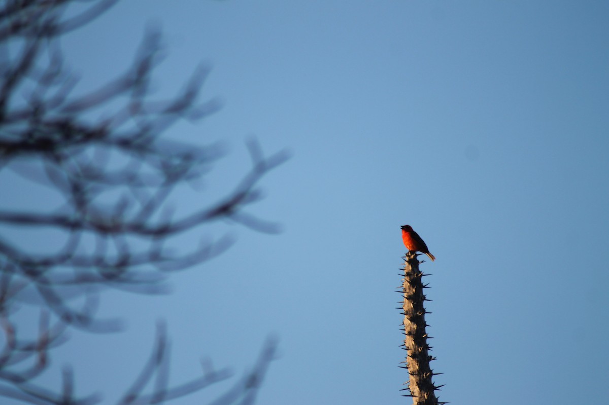 Red Fody - ML120004951