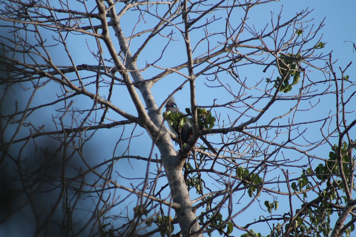 Crested Coua - ML120005121