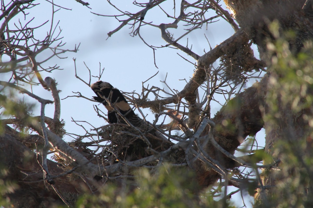 Madagascar Harrier-Hawk - ML120005161