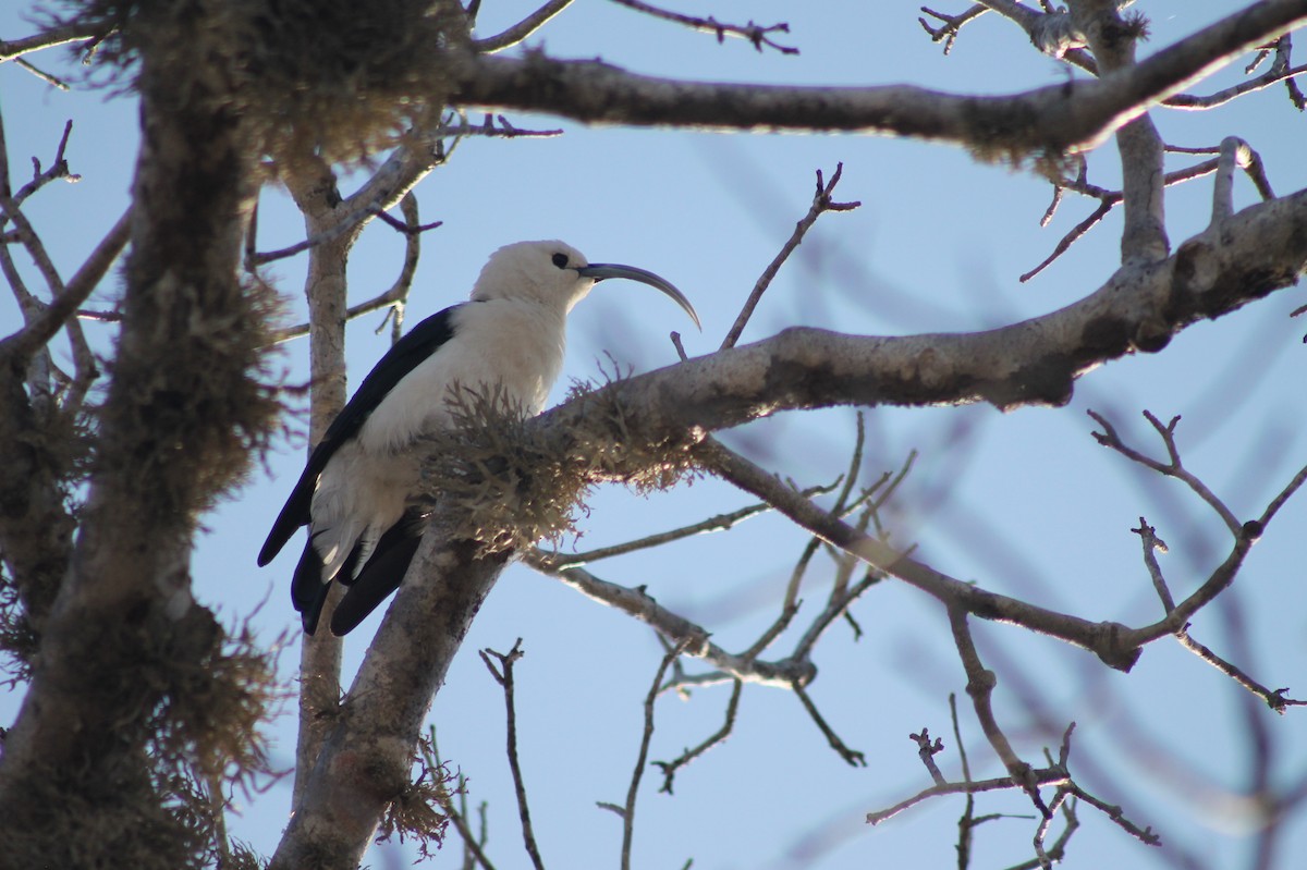 Sickle-billed Vanga - ML120005241