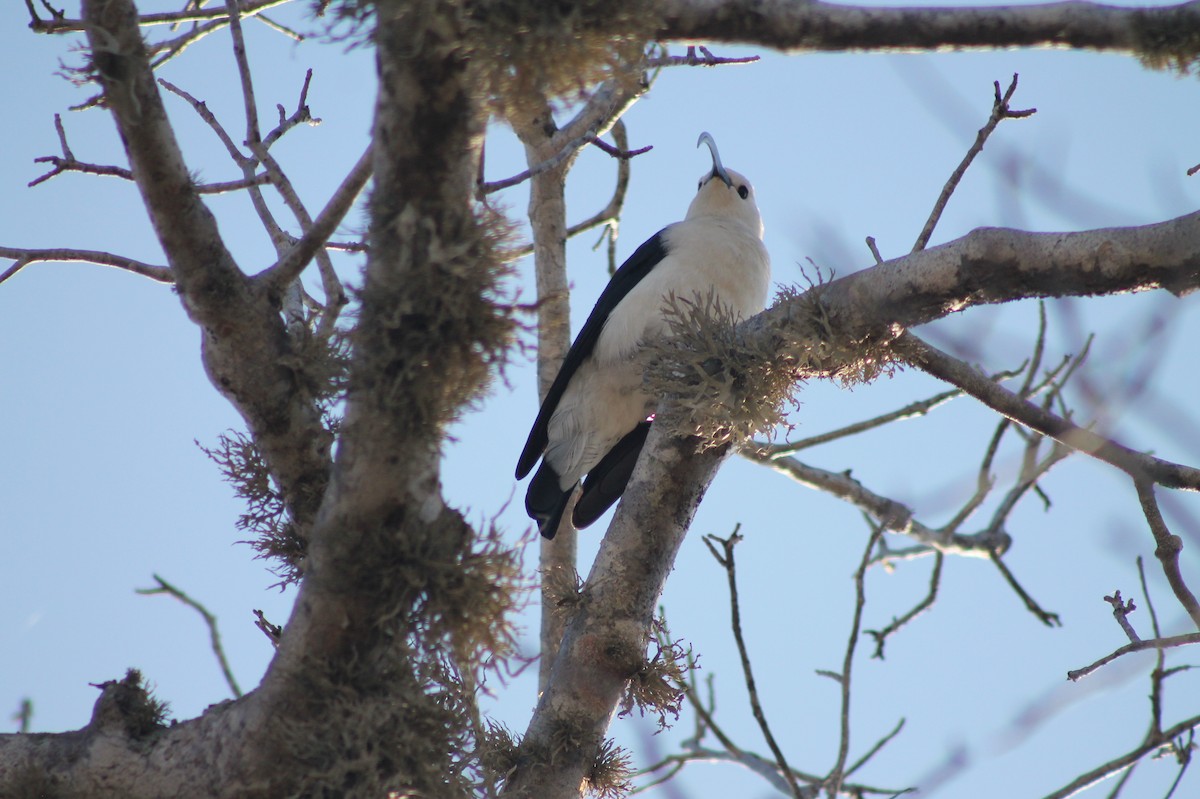 Sickle-billed Vanga - ML120005251