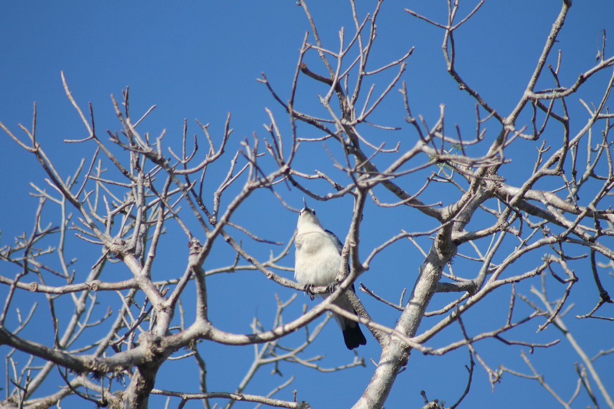 Sickle-billed Vanga - ML120005271