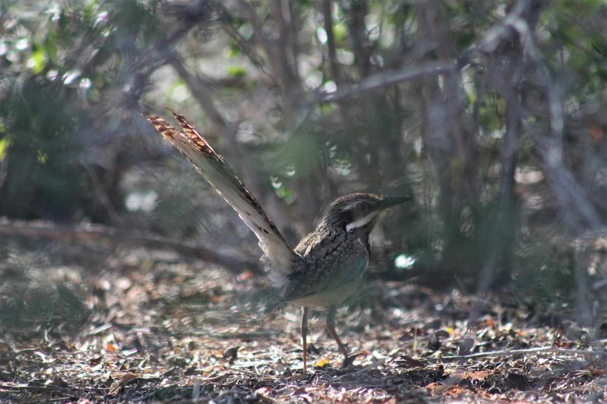 Long-tailed Ground-Roller - ML120005391