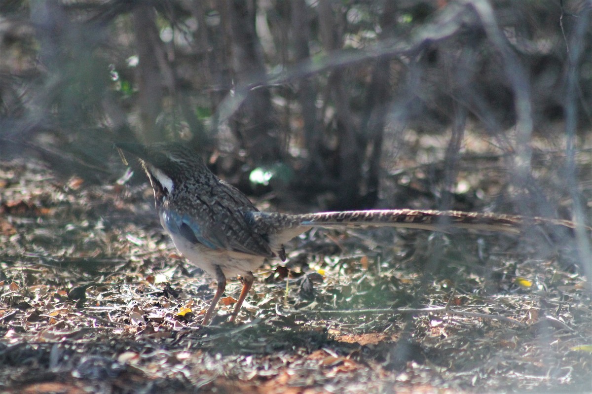 Long-tailed Ground-Roller - ML120005401