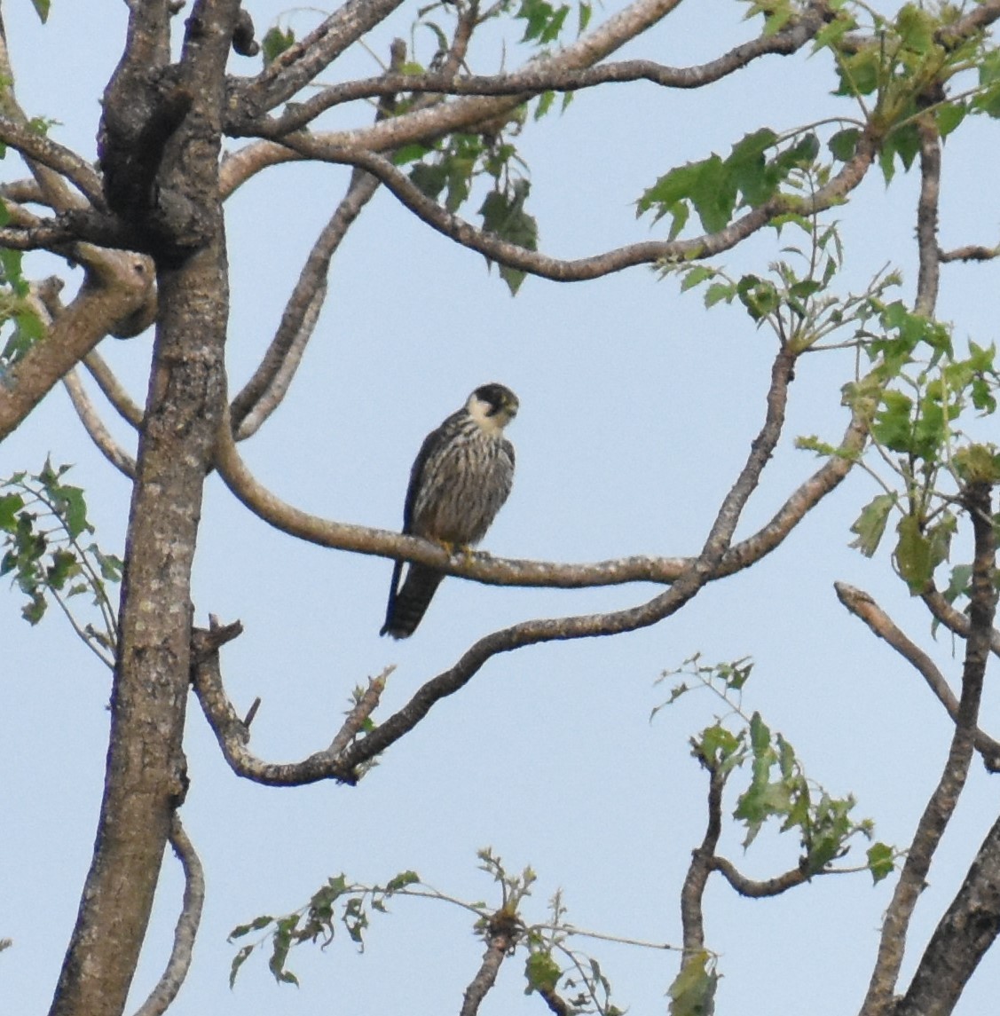 Eurasian Hobby - ML120005441