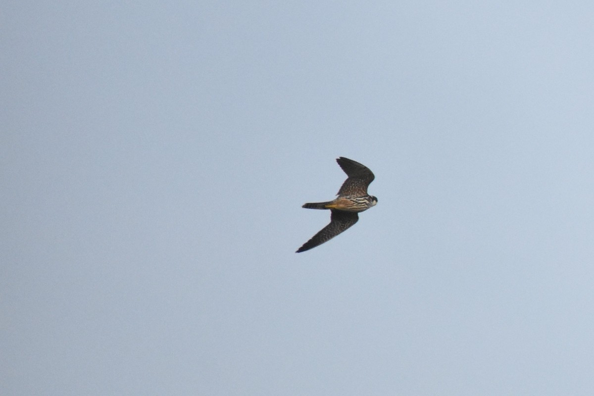 Eurasian Hobby - Canopy Nature  Academy