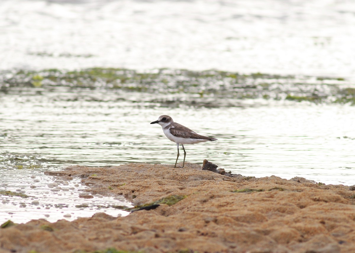 Greater Sand-Plover - ML120006881