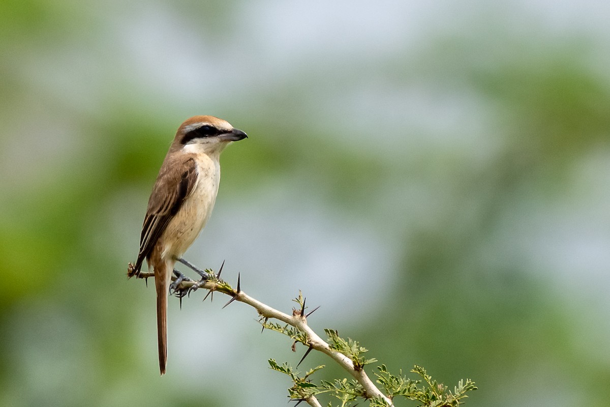 Brown Shrike - Balaji P B