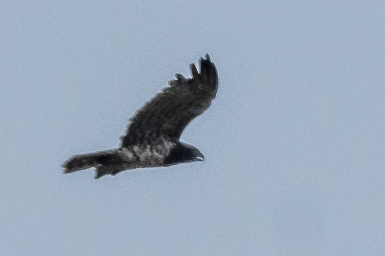 Short-toed Snake-Eagle - ML120007281