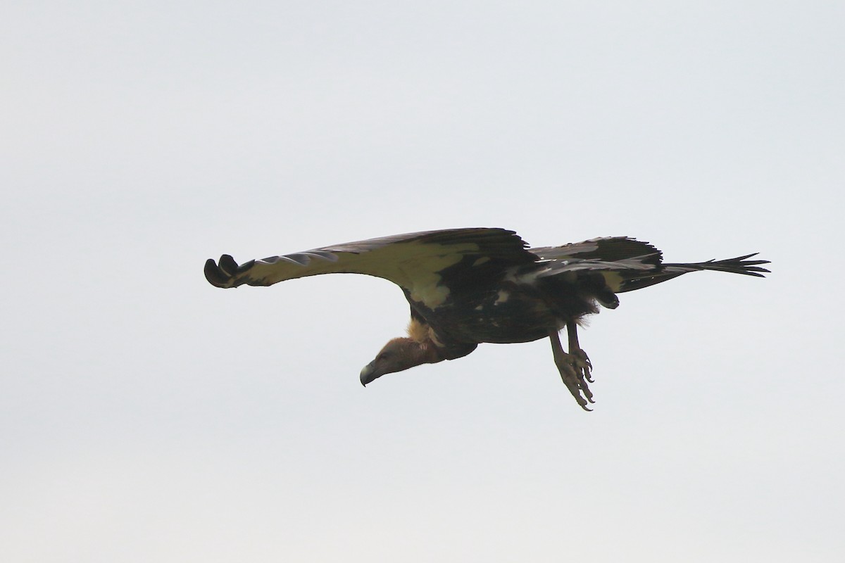White-rumped Vulture - ML120008841