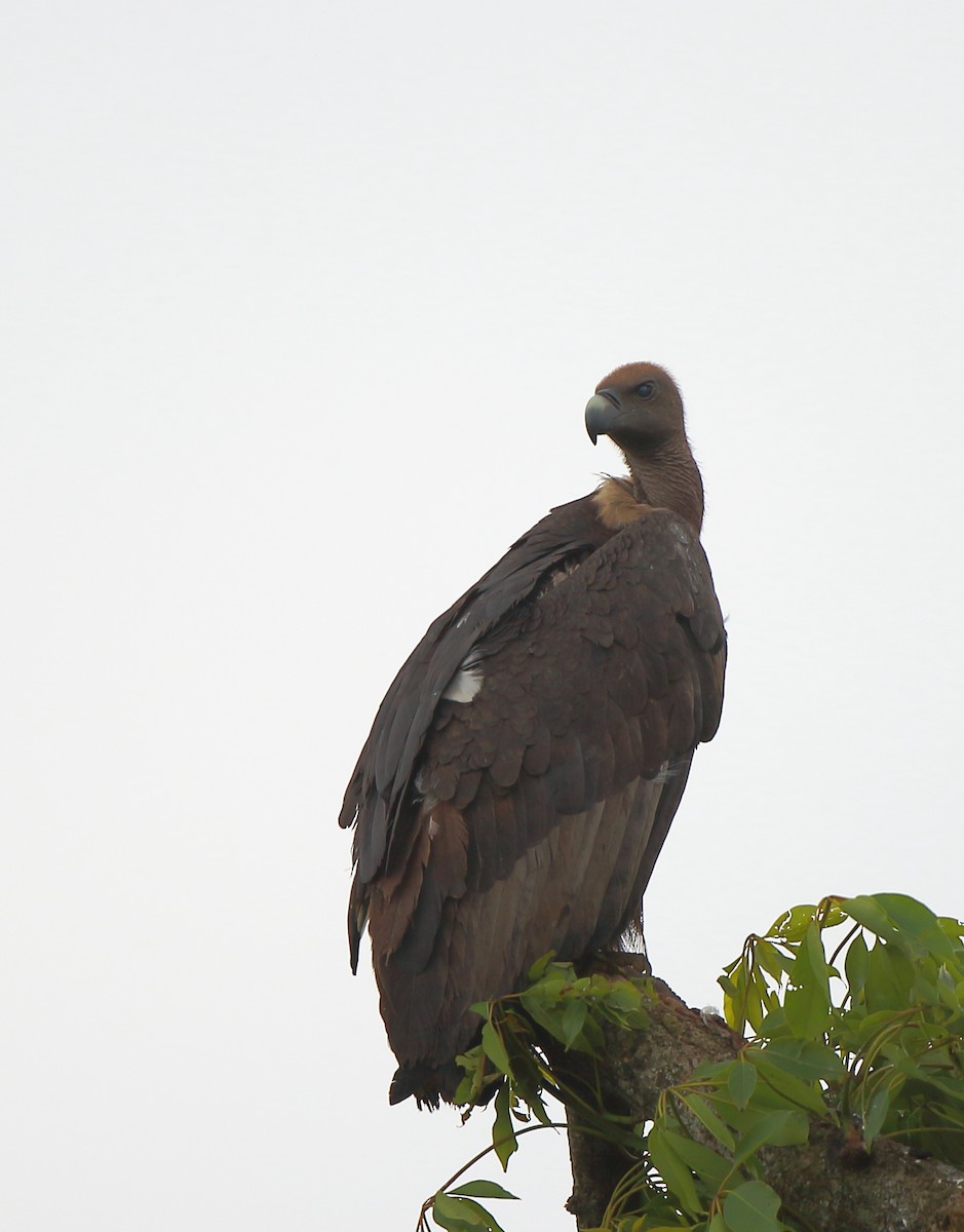 White-rumped Vulture - ML120008861