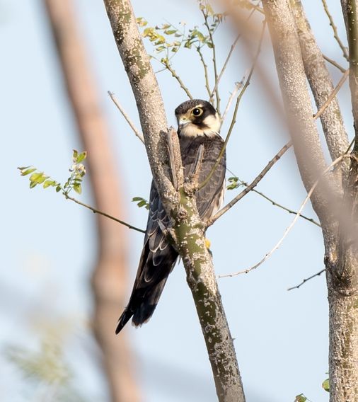 Eurasian Hobby - ML120010021