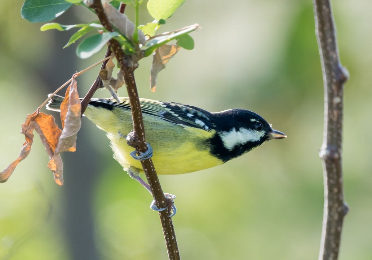 Yellow-bellied Tit - Kai Pflug