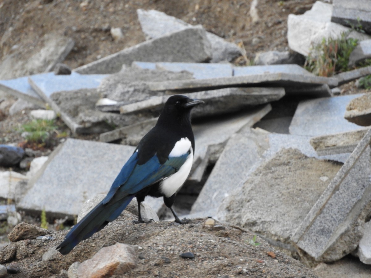 Black-rumped Magpie - Denis Corbeil