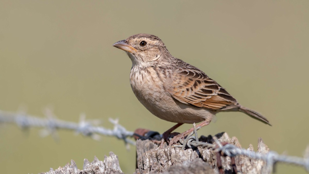 Singing Bushlark (Australasian) - ML120011961