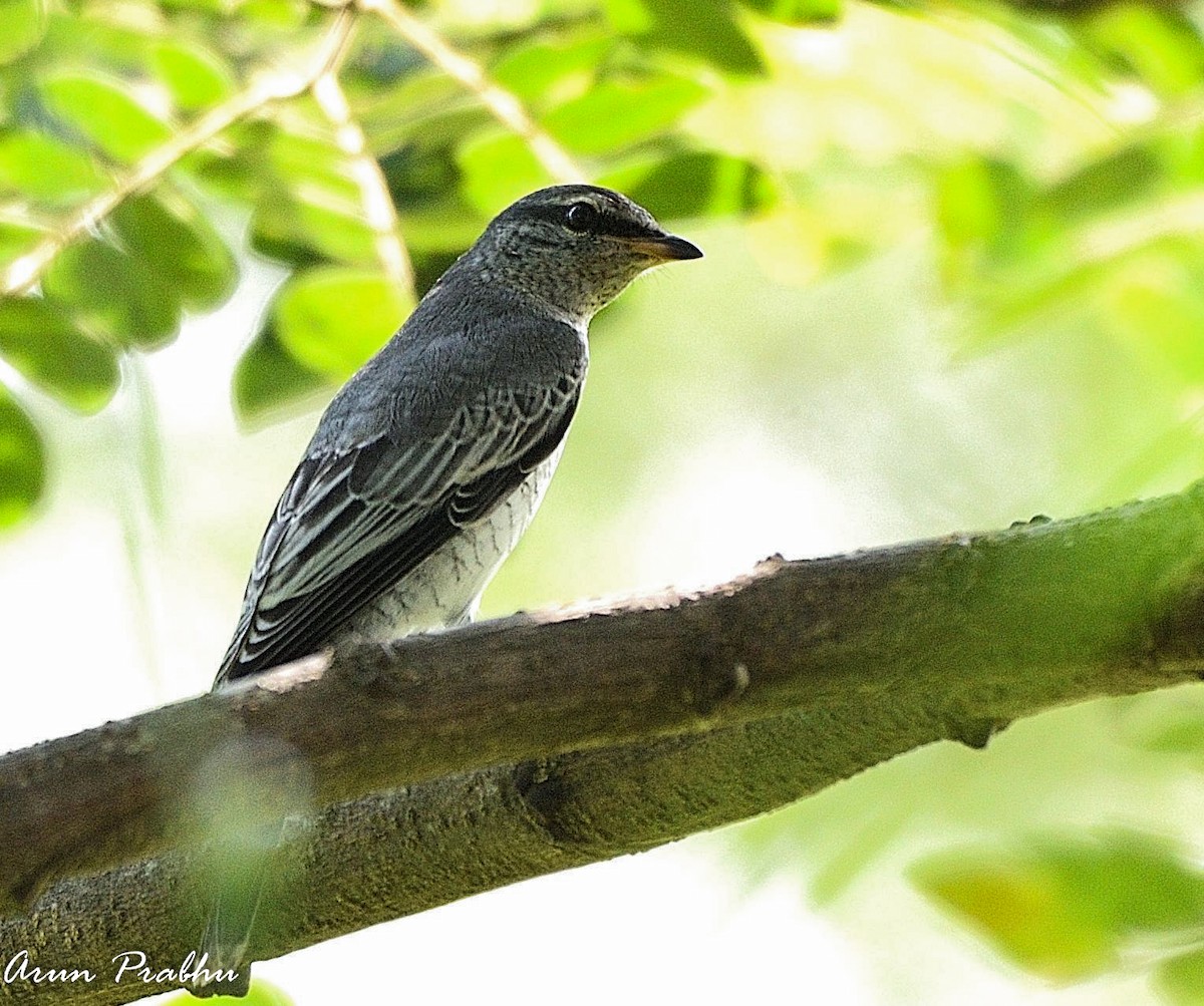 Black-headed Cuckooshrike - Arun Prabhu