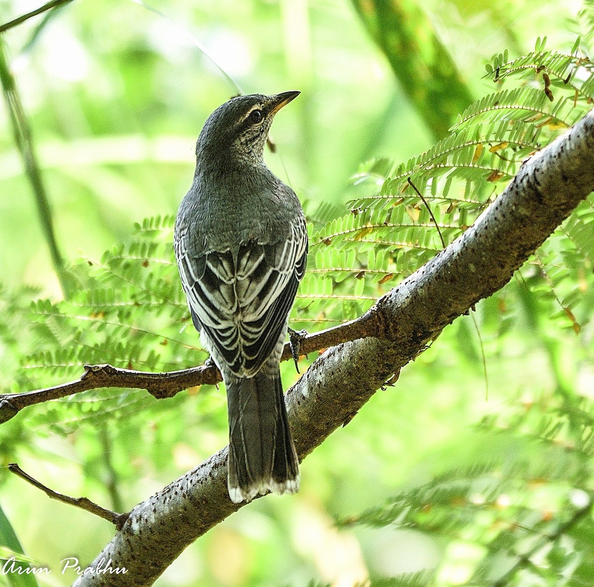 Black-headed Cuckooshrike - Arun Prabhu