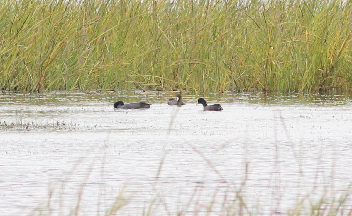 American Coot - ML120013461