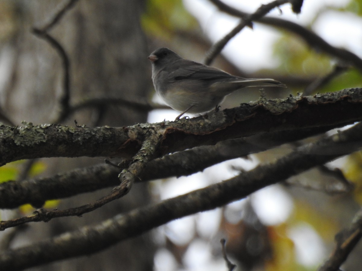 Junco ardoisé - ML120014221