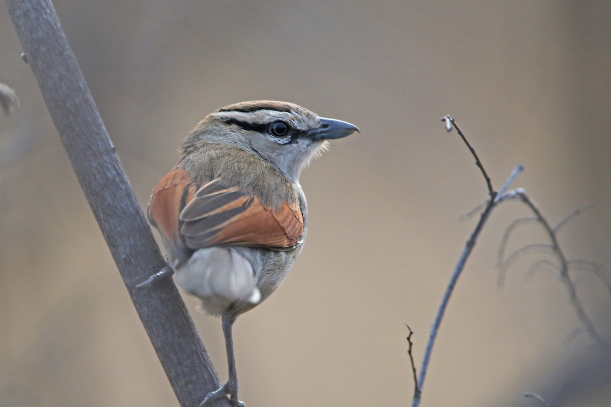 Brown-crowned Tchagra - ML120014231