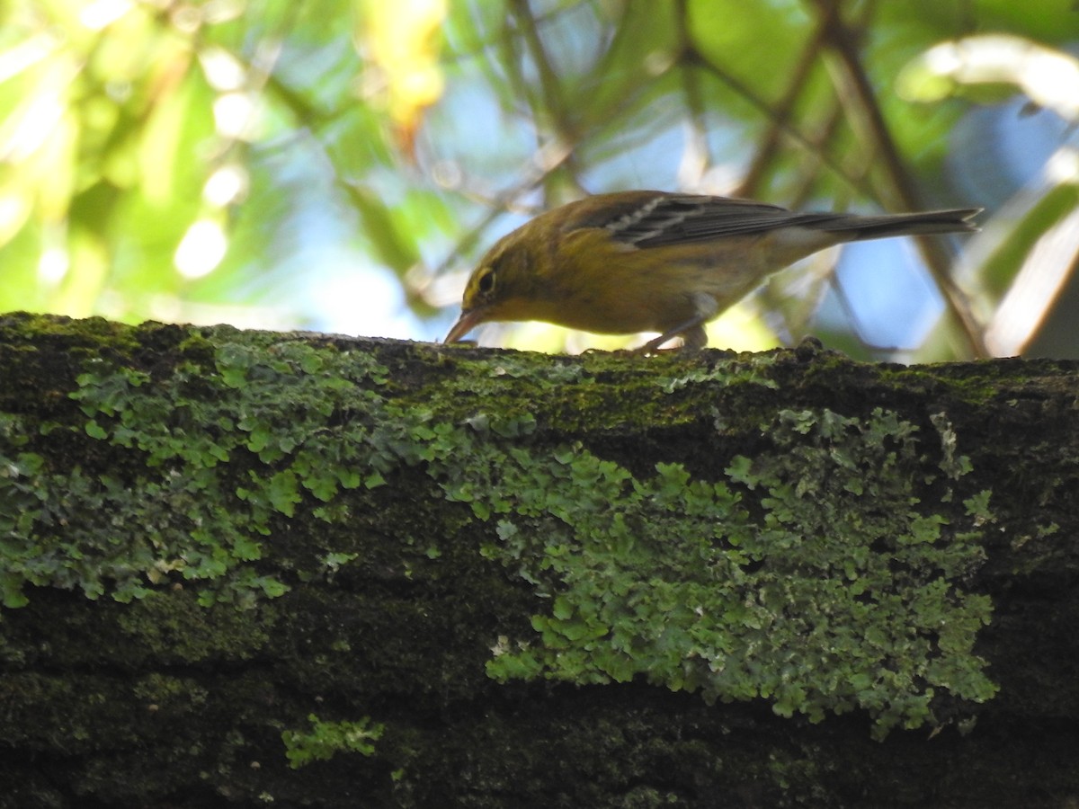 Pine Warbler - ML120015641