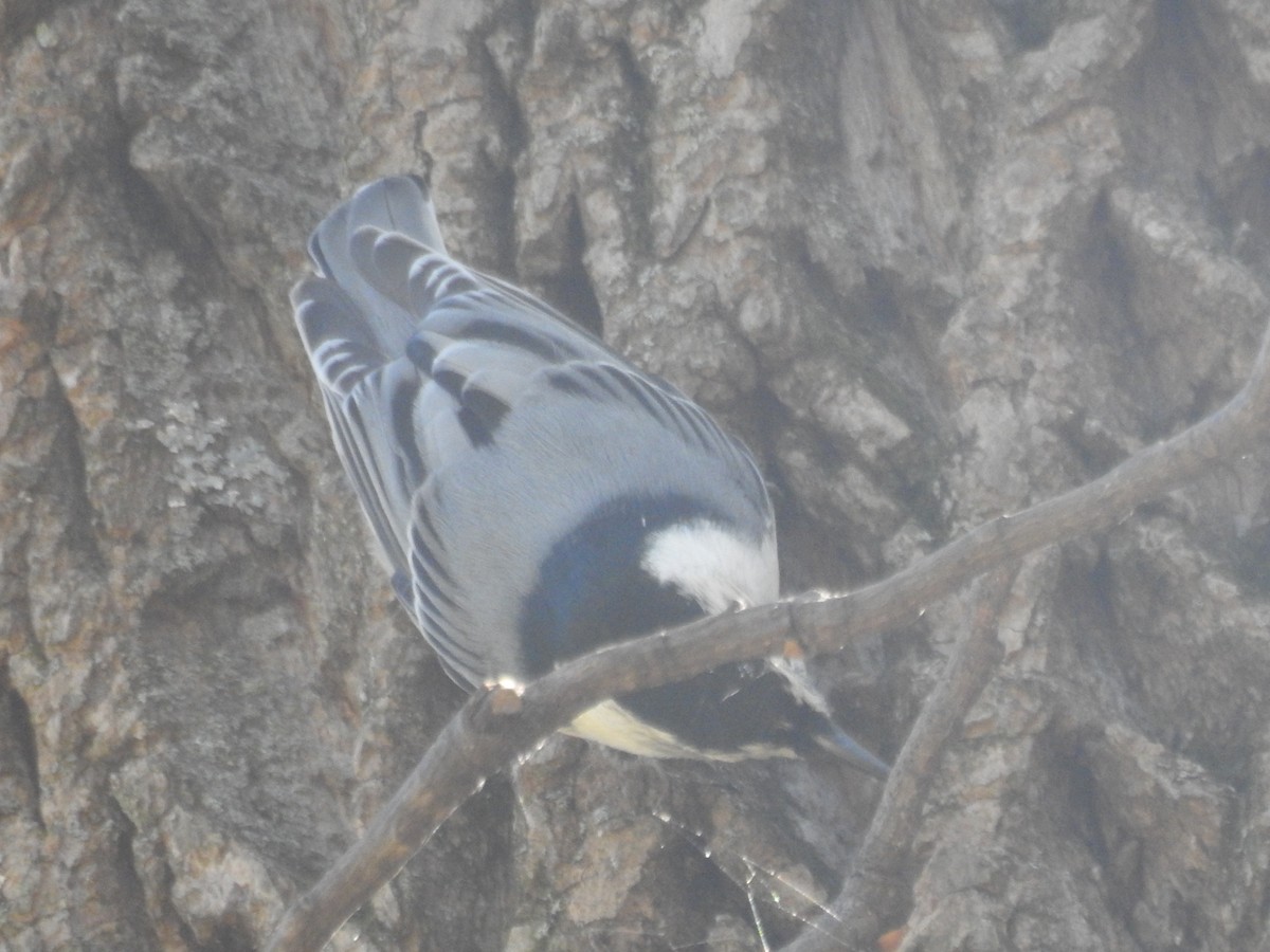 White-breasted Nuthatch - ML120015671