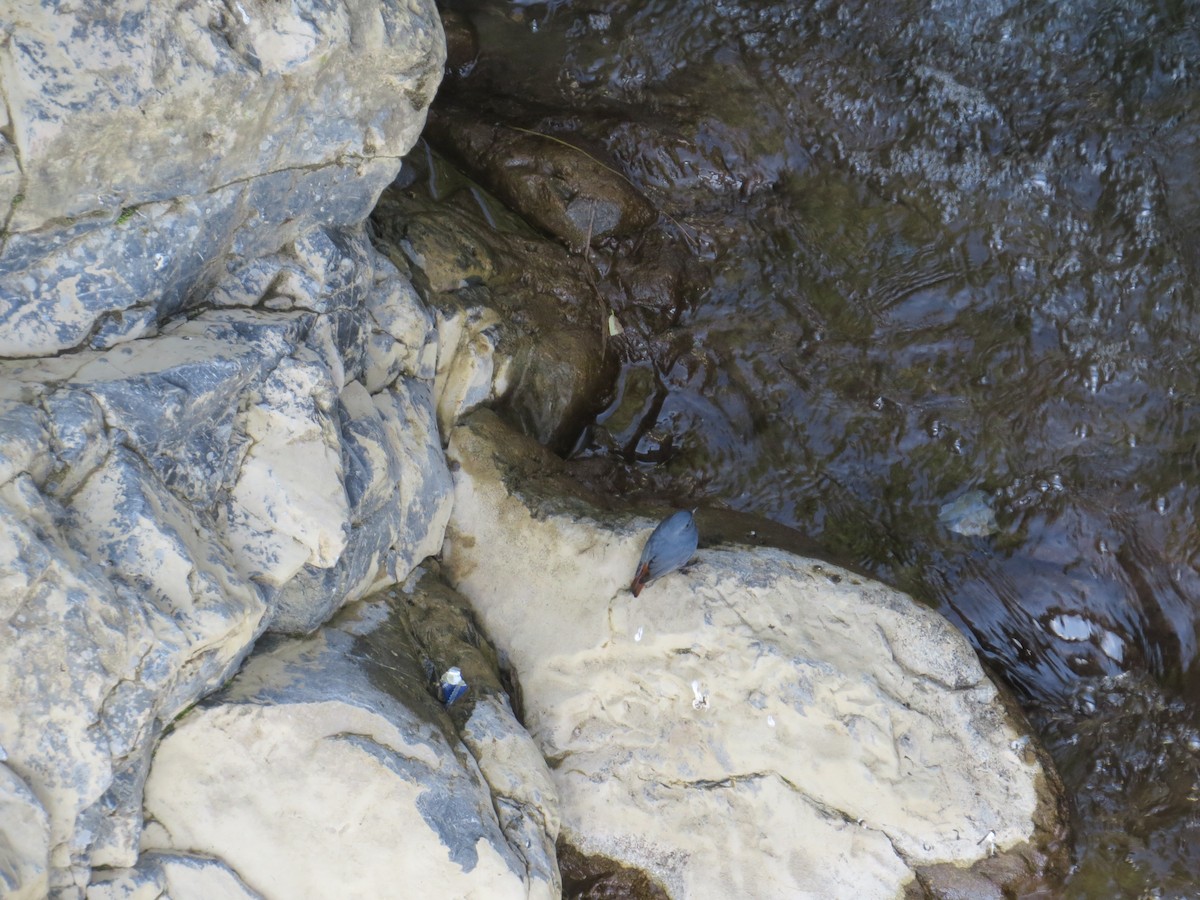 Plumbeous Redstart - ML120016181