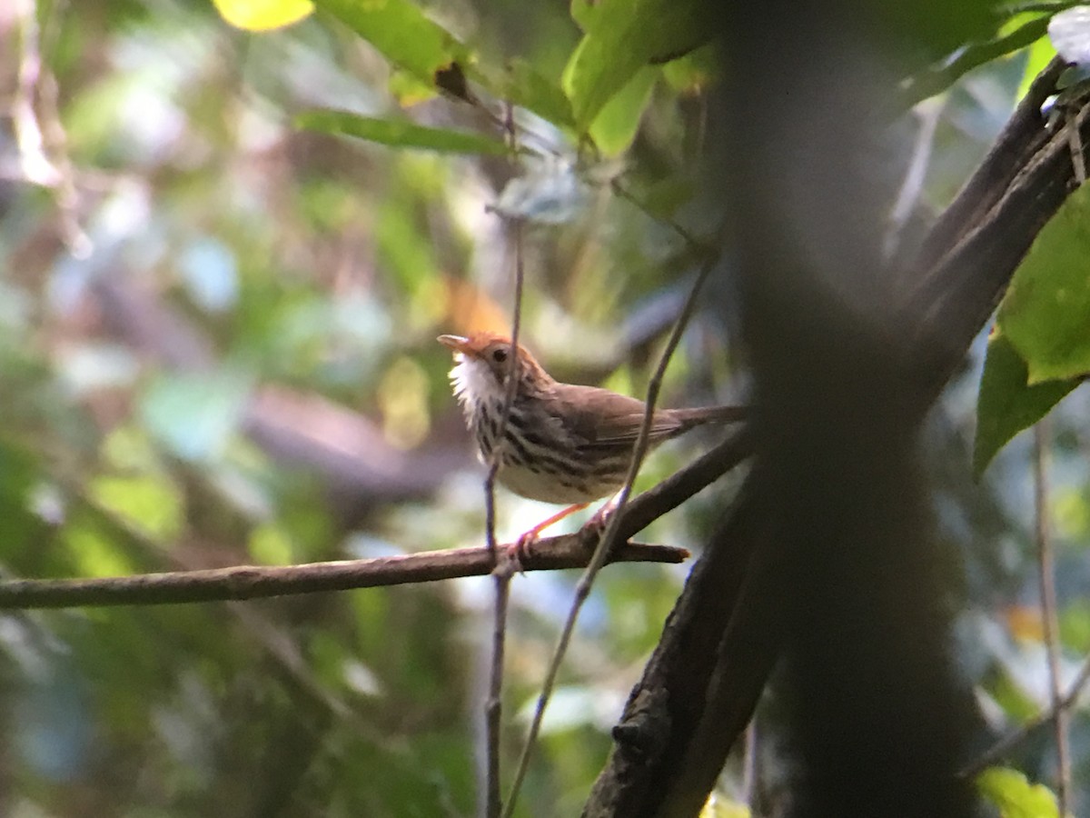 Puff-throated Babbler - ML120016501