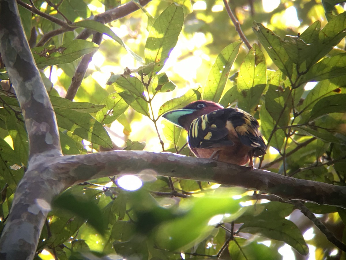 Banded Broadbill - ML120016591