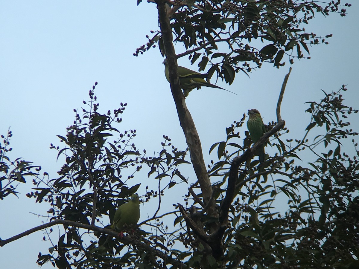 Pin-tailed Green-Pigeon - Sarom Reth
