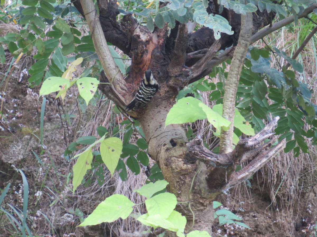 Gray-capped Pygmy Woodpecker - ML120016811