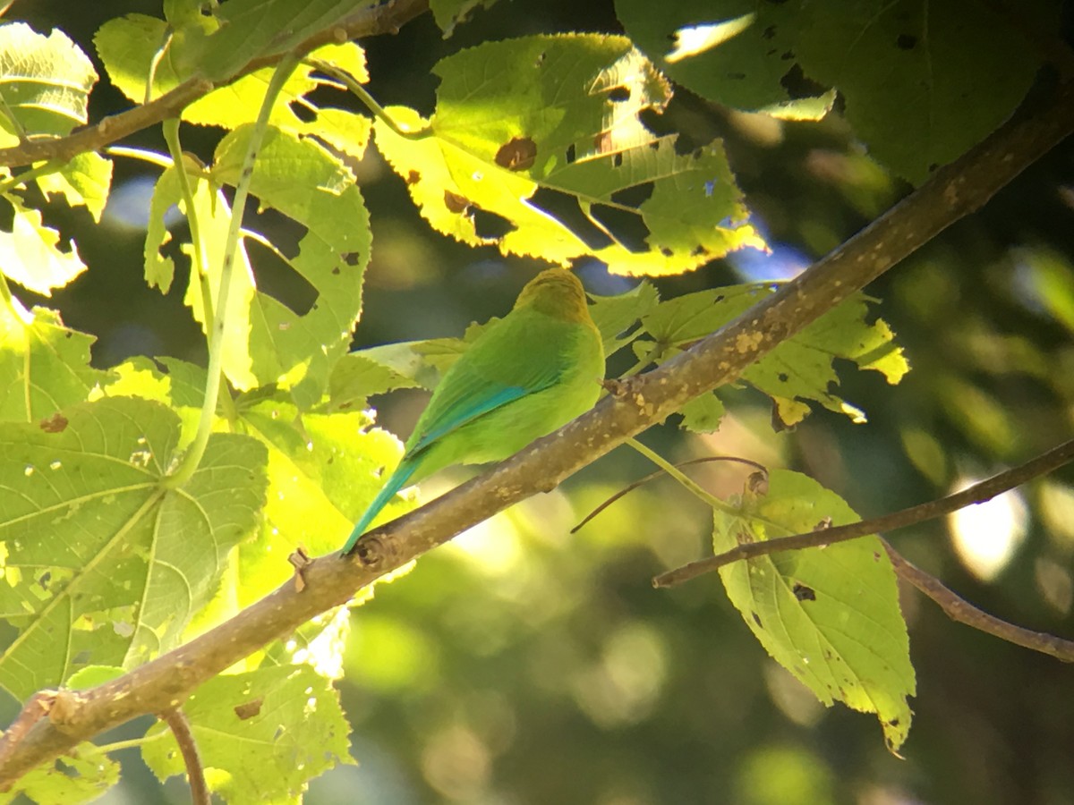 Blue-winged Leafbird - ML120016851