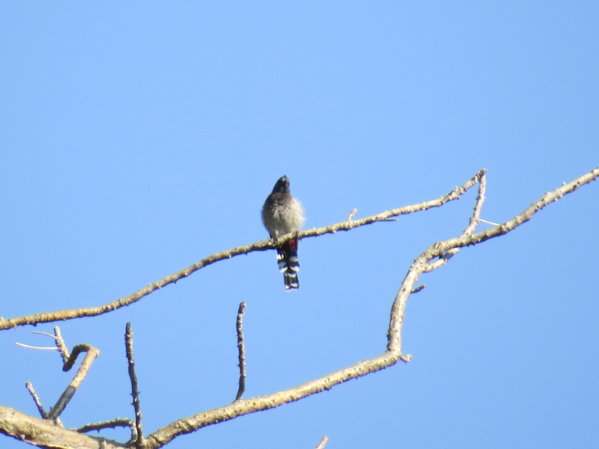 Bulbul à ventre rouge - ML120016971