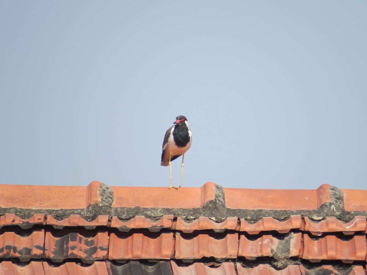 Red-wattled Lapwing - ML120017321