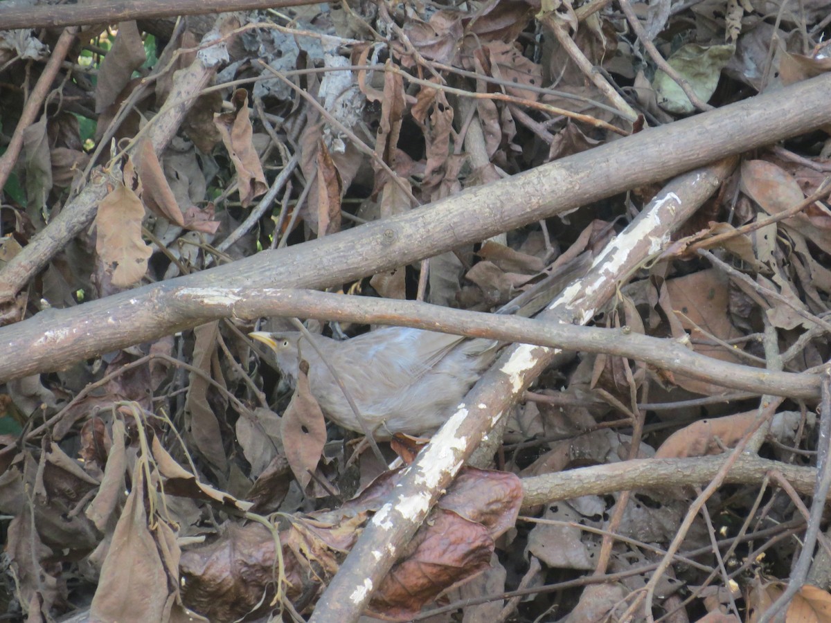 Jungle Babbler - ML120017421