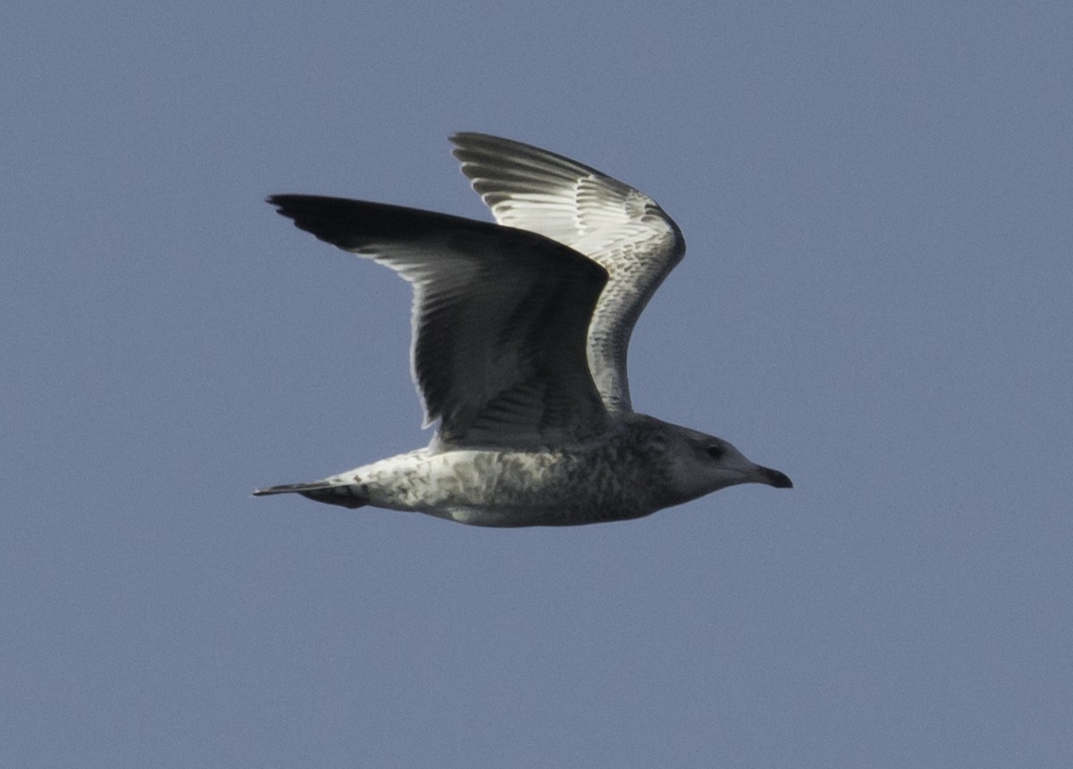 Herring Gull - ML120018221