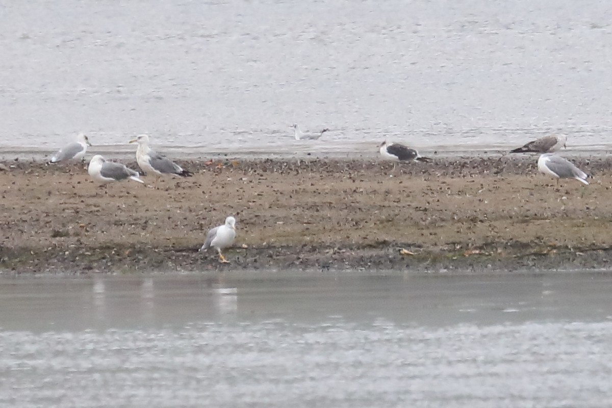 Lesser Black-backed Gull - ML120018751