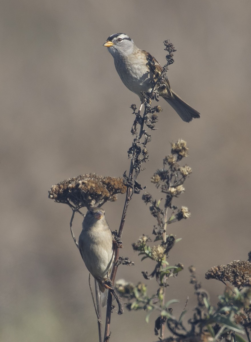 House Sparrow - ML120020091