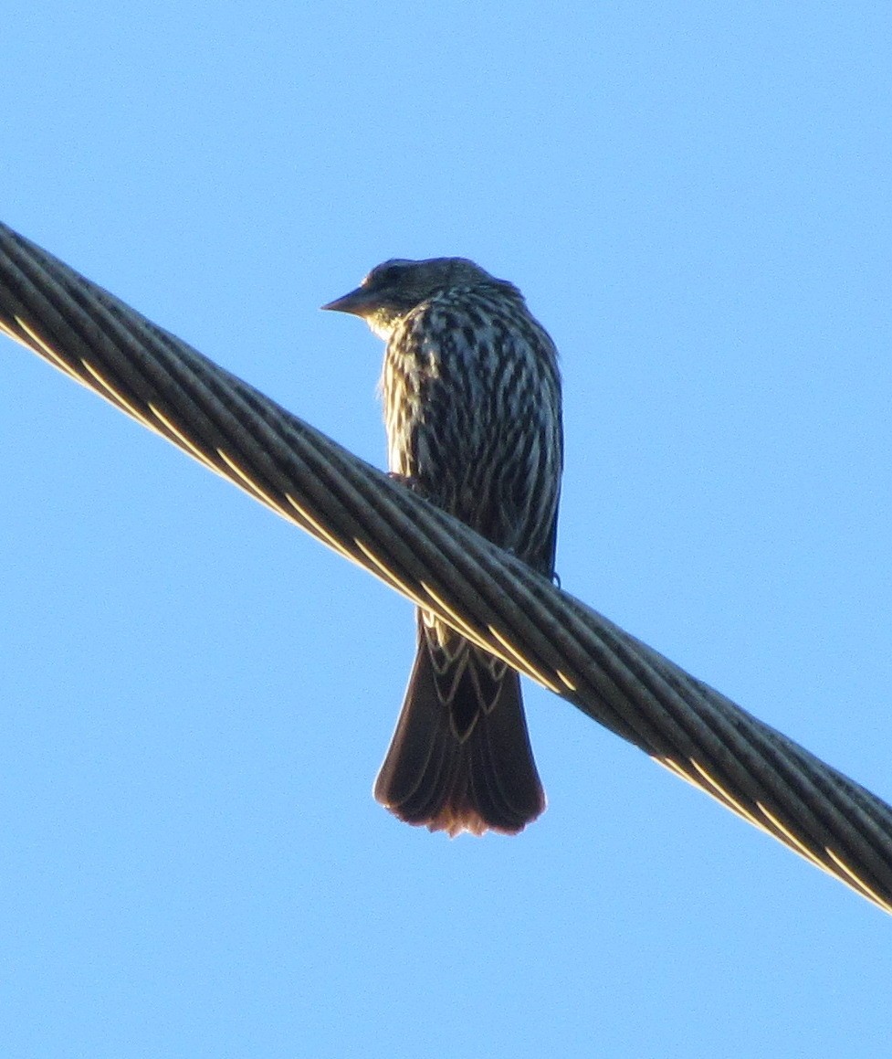 Red-winged Blackbird - ML120021541