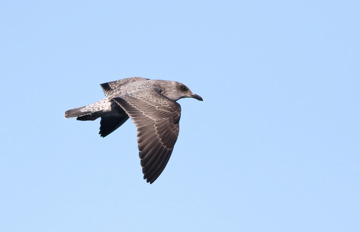 Lesser Black-backed Gull - Jeremiah Trimble
