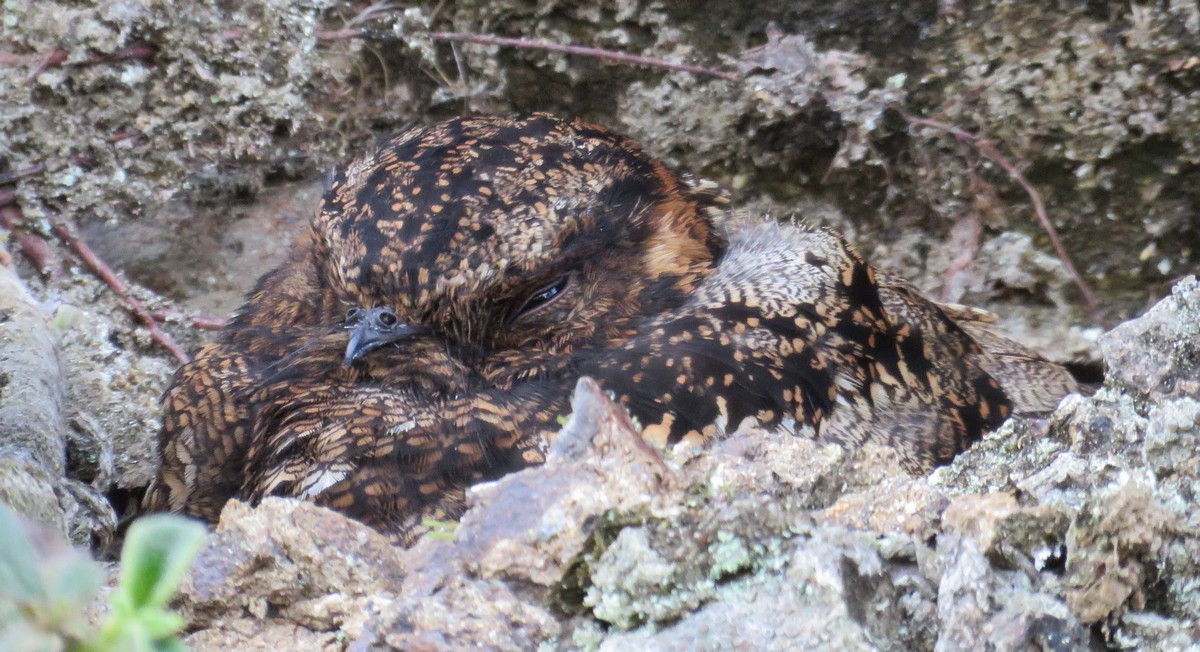 Lyre-tailed Nightjar - George and Teresa Baker