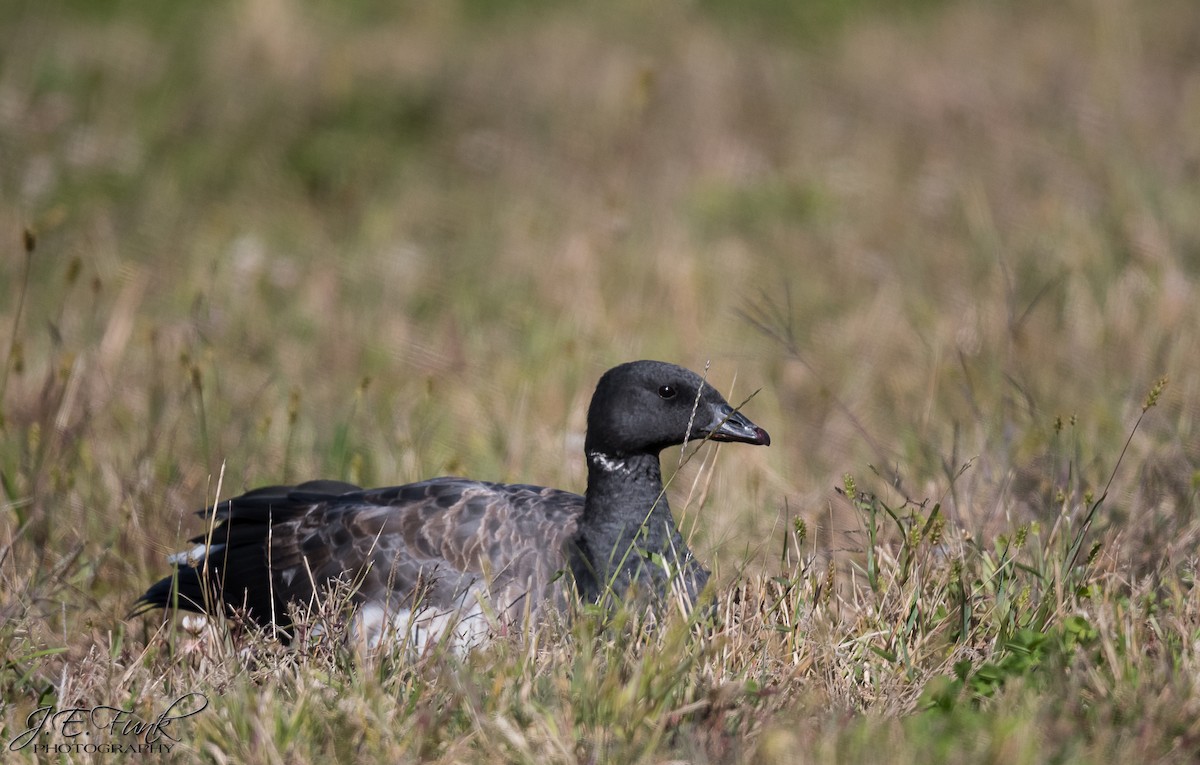 Brant - ML120024221