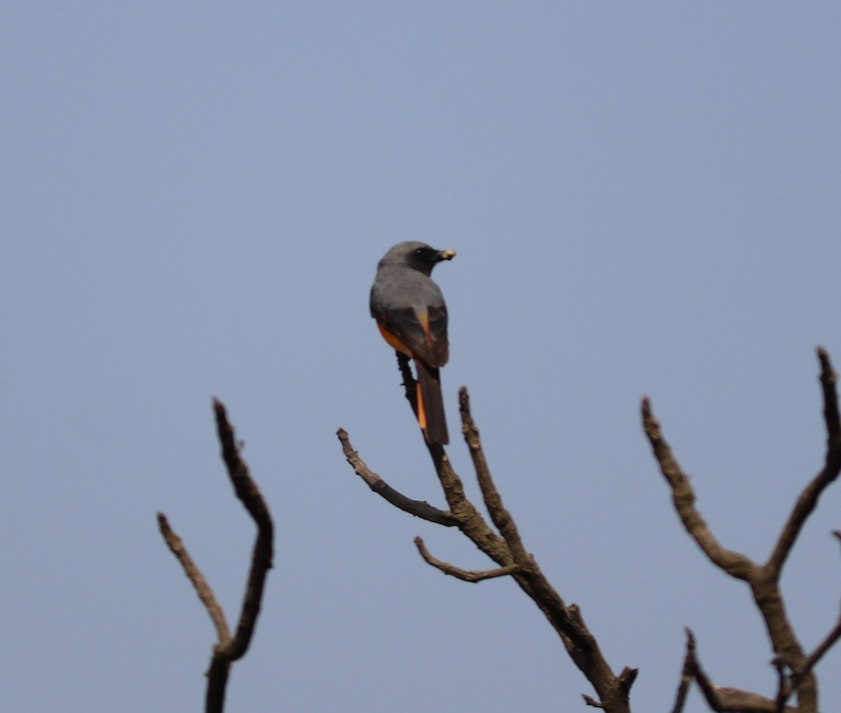 Small Minivet - ML120024541