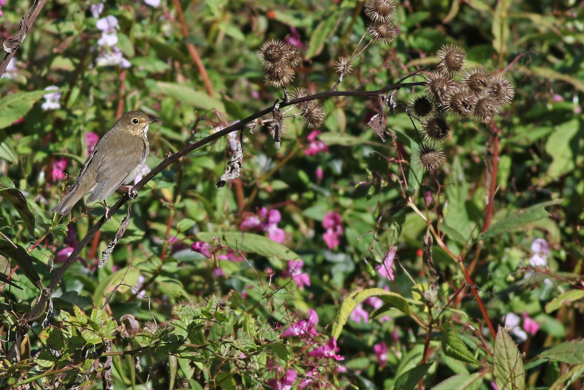 Swainson's Thrush - Jeremiah Trimble