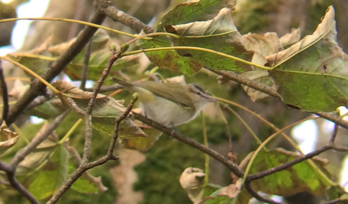 Red-eyed Vireo - Niall Keogh