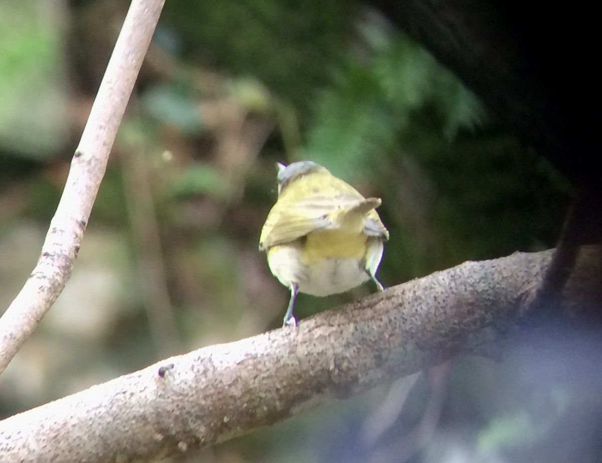 Red-eyed Vireo - Niall Keogh