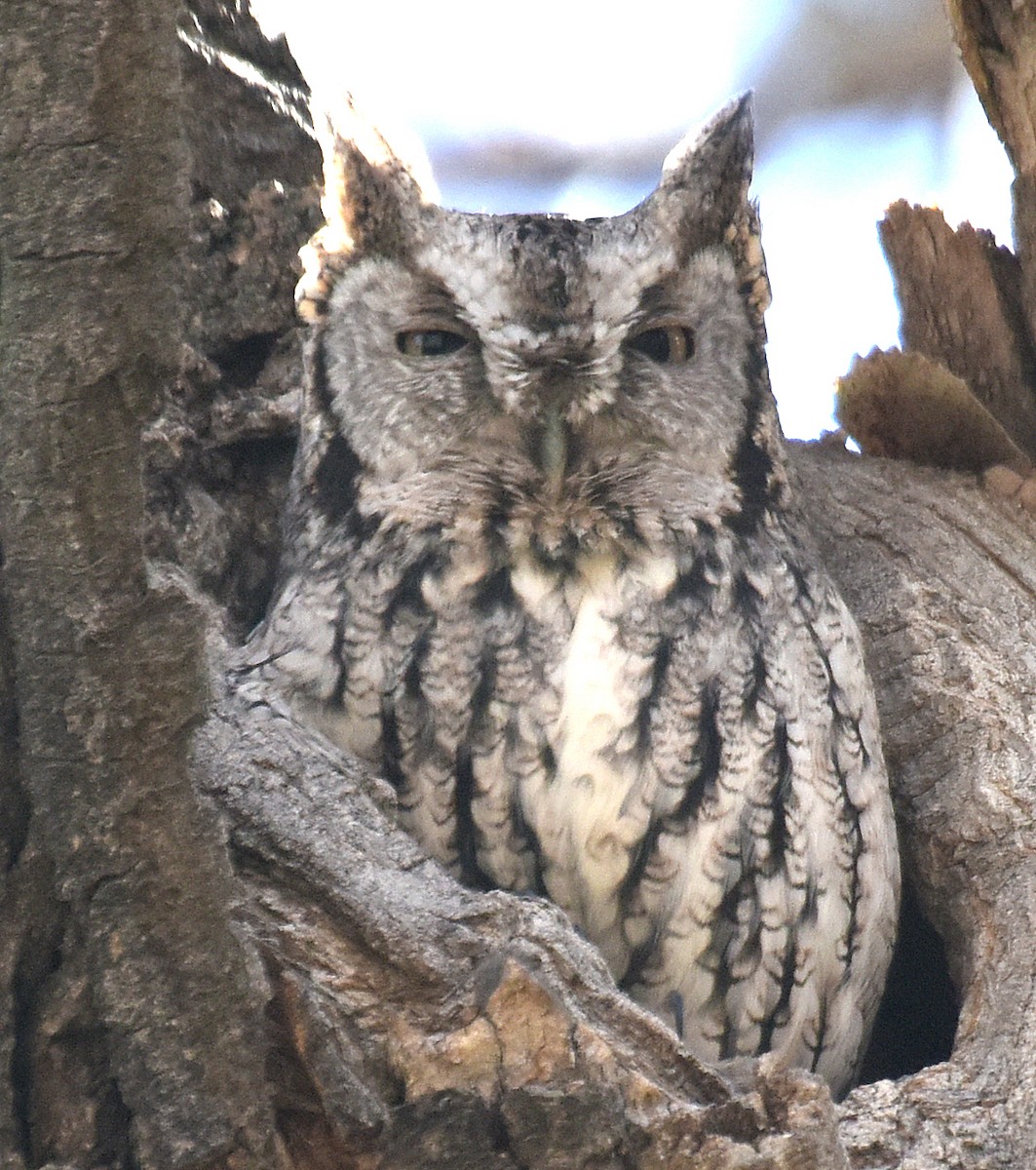 Eastern Screech-Owl - ML120025351