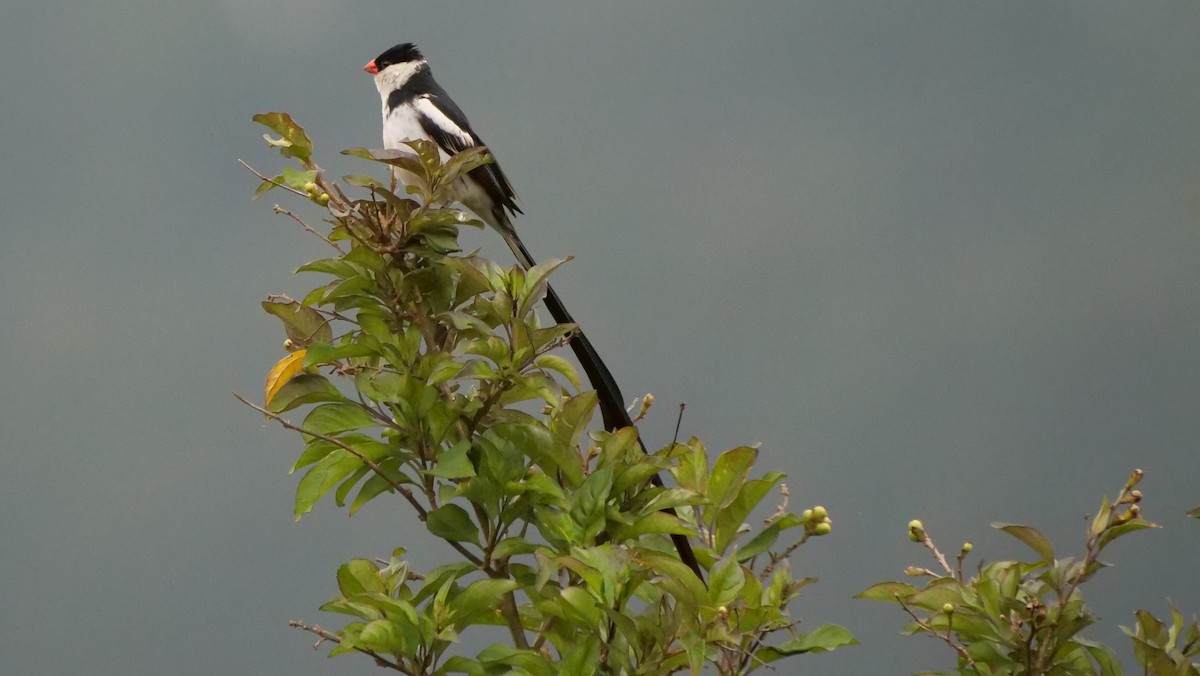 Pin-tailed Whydah - ML120025611