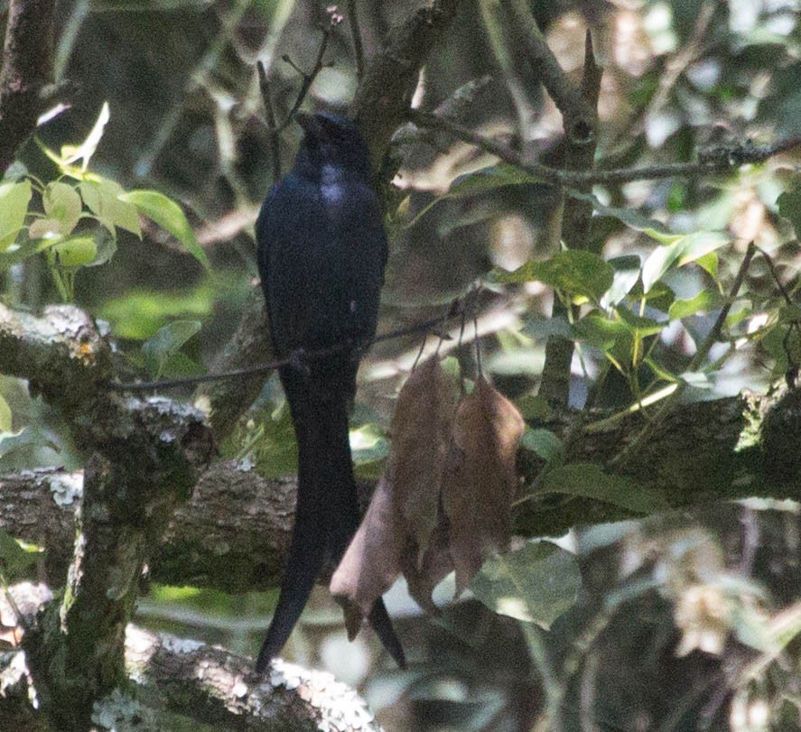 Ashy Drongo - hari kumar